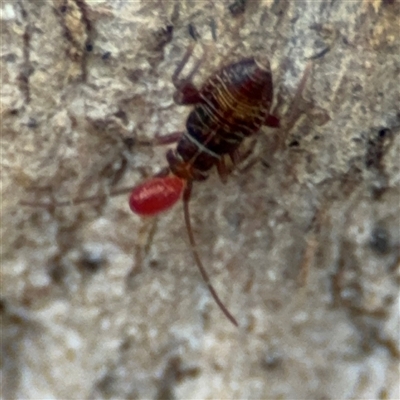 Miridae (family) (Unidentified plant bug) at Curtin, ACT - 25 Oct 2024 by Hejor1