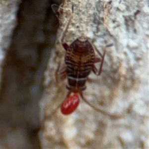 Miridae (family) at Curtin, ACT - 25 Oct 2024 01:59 PM