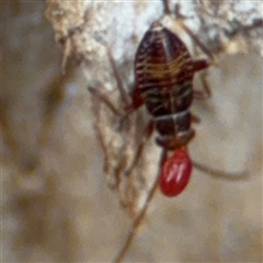 Miridae (family) at Curtin, ACT - 25 Oct 2024 01:59 PM