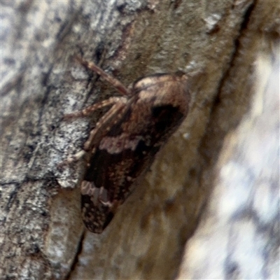 Eurymeloides adspersa (Gumtree hopper) at Curtin, ACT - 25 Oct 2024 by Hejor1