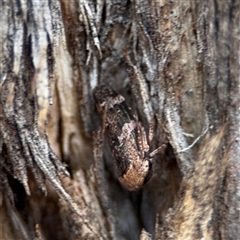 Eurymeloides adspersa at Curtin, ACT - 25 Oct 2024