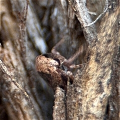 Eurymeloides adspersa at Curtin, ACT - 25 Oct 2024