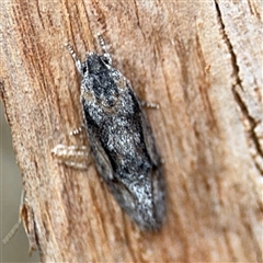 Agriophara discobola (A Flat-bodied moth (Depressidae) at Curtin, ACT - 25 Oct 2024 by Hejor1