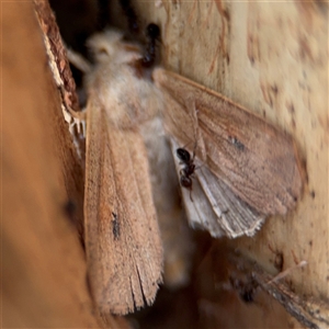 Cirphis ebriosa at Curtin, ACT - 25 Oct 2024