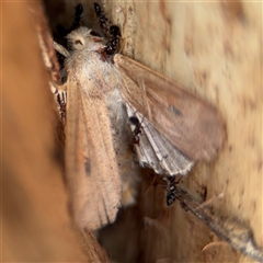 Cirphis ebriosa at Curtin, ACT - 25 Oct 2024