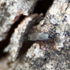 Bibionomorpha (infraorder) (Unidentified Gnat, Gall Midge or March Fly) at Curtin, ACT - 25 Oct 2024 by Hejor1