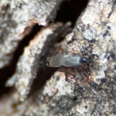 Bibionomorpha (infraorder) (Unidentified Gnat, Gall Midge or March Fly) at Curtin, ACT - 25 Oct 2024 by Hejor1