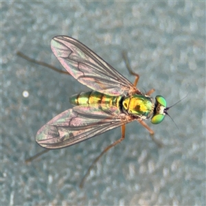 Dolichopodidae (family) at Curtin, ACT - 25 Oct 2024 01:51 PM