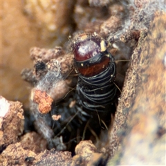 Lepidoptera unclassified IMMATURE (caterpillar or pupa or cocoon) at Curtin, ACT - 25 Oct 2024 by Hejor1