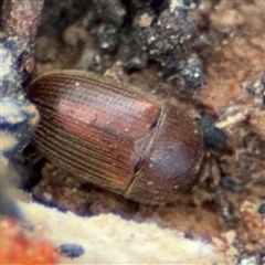 Nitidulidae sp. (family) (Sap beetle) at Curtin, ACT - 25 Oct 2024 by Hejor1