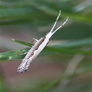 Plutella xylostella at Curtin, ACT - 25 Oct 2024