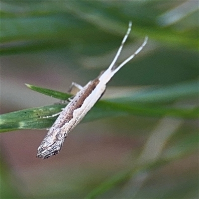 Plutella xylostella (Diamondback Moth) at Curtin, ACT - 25 Oct 2024 by Hejor1