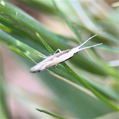 Plutella xylostella at Curtin, ACT - 25 Oct 2024