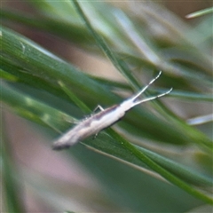 Plutella xylostella at Curtin, ACT - 25 Oct 2024