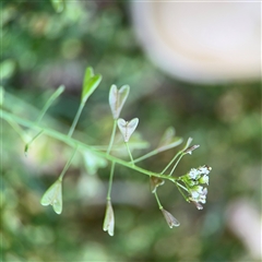 Capsella bursa-pastoris (Shepherd's Purse) at Curtin, ACT - 25 Oct 2024 by Hejor1