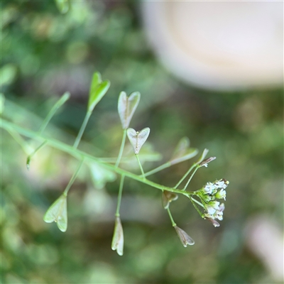 Capsella bursa-pastoris at Curtin, ACT - 25 Oct 2024 by Hejor1