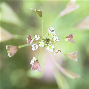 Capsella bursa-pastoris at Curtin, ACT - 25 Oct 2024 01:20 PM