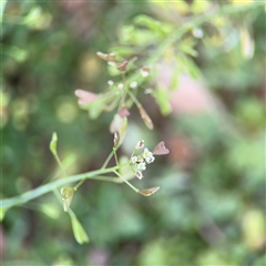 Capsella bursa-pastoris at Curtin, ACT - 25 Oct 2024 01:20 PM