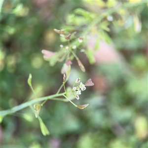 Capsella bursa-pastoris at Curtin, ACT - 25 Oct 2024 01:20 PM