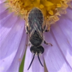 Lasioglossum (Chilalictus) lanarium at Curtin, ACT - 25 Oct 2024 by Hejor1