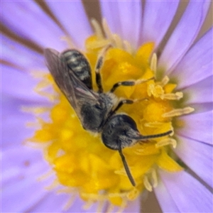 Lasioglossum (Chilalictus) sp. (genus & subgenus) at Curtin, ACT - 25 Oct 2024 01:17 PM