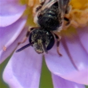 Lasioglossum (Chilalictus) sp. (genus & subgenus) at Curtin, ACT - 25 Oct 2024 01:17 PM