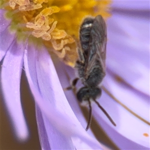 Lasioglossum (Chilalictus) sp. (genus & subgenus) at Curtin, ACT - 25 Oct 2024 01:17 PM