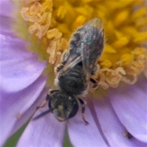 Lasioglossum (Chilalictus) sp. (genus & subgenus) at Curtin, ACT - 25 Oct 2024 01:17 PM