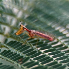 Campion sp. (genus) (Mantis Fly) at Curtin, ACT - 25 Oct 2024 by Hejor1