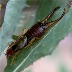 Forficula auricularia (European Earwig) at Curtin, ACT - 25 Oct 2024 by Hejor1