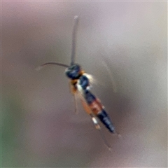 Ichneumonidae (family) at Curtin, ACT - 25 Oct 2024 by Hejor1