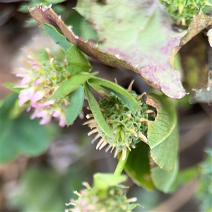 Trifolium glomeratum at Curtin, ACT - 25 Oct 2024