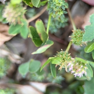 Trifolium glomeratum at Curtin, ACT - 25 Oct 2024