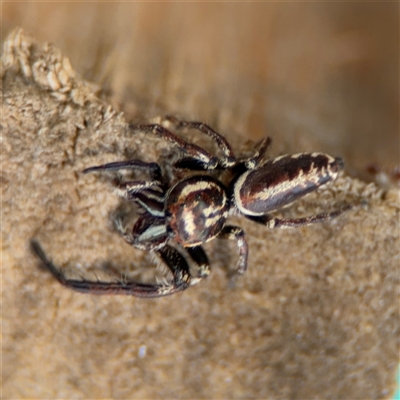 Opisthoncus sp. (genus) (Opisthoncus jumping spider) at Curtin, ACT - 25 Oct 2024 by Hejor1