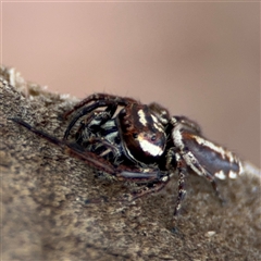 Opisthoncus sp. (genus) at Curtin, ACT - 25 Oct 2024