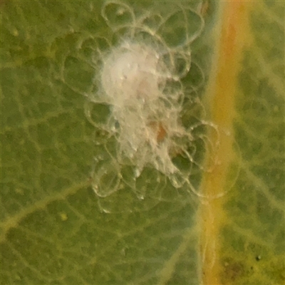 Psyllidae sp. (family) (Unidentified psyllid or lerp insect) at Curtin, ACT - 25 Oct 2024 by Hejor1