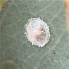 Glycaspis sp. (genus) (Unidentified sugary lerp) at Curtin, ACT - 25 Oct 2024 by Hejor1