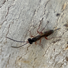 Ichneumonoidea (Superfamily) (A species of parasitic wasp) at Curtin, ACT - 25 Oct 2024 by Hejor1