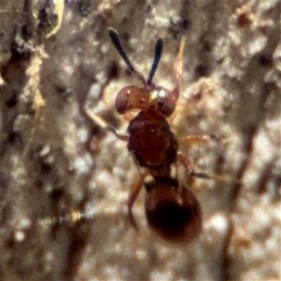 Chalcidoidea (superfamily) (A gall wasp or Chalcid wasp) at Curtin, ACT - 25 Oct 2024 by Hejor1