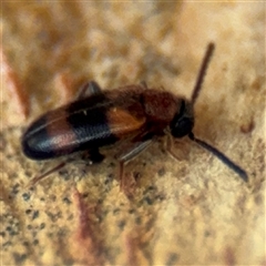 Syzeton sp. (genus) at Curtin, ACT - 25 Oct 2024 01:00 PM