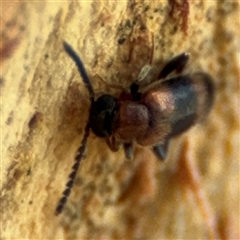 Syzeton sp. (genus) at Curtin, ACT - 25 Oct 2024 01:00 PM