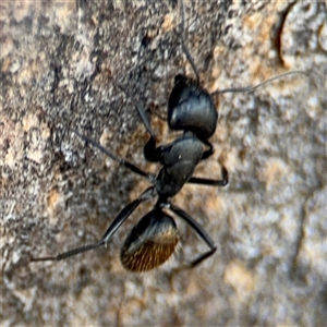 Camponotus aeneopilosus at Curtin, ACT - 25 Oct 2024