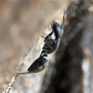 Camponotus aeneopilosus at Curtin, ACT - 25 Oct 2024