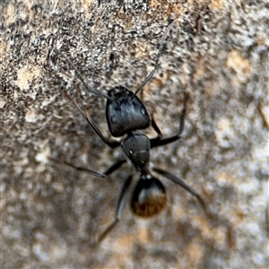 Camponotus aeneopilosus at Curtin, ACT - 25 Oct 2024