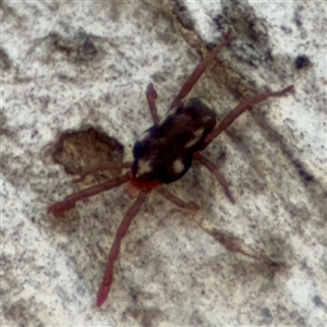 Erythraeidae (family) at Curtin, ACT - 25 Oct 2024