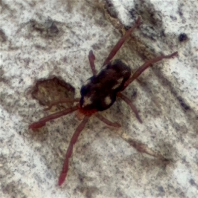 Erythraeidae (family) (Erythraeid mite) at Curtin, ACT - 25 Oct 2024 by Hejor1