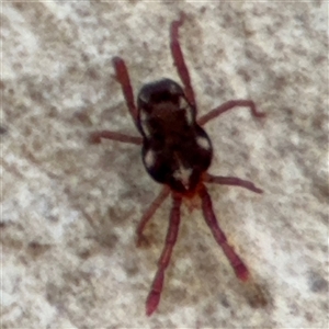 Erythraeidae (family) at Curtin, ACT - 25 Oct 2024