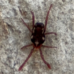 Erythraeidae (family) at Curtin, ACT - 25 Oct 2024