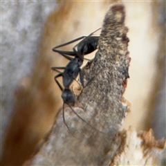 Formicidae (family) at Curtin, ACT - 25 Oct 2024 by Hejor1