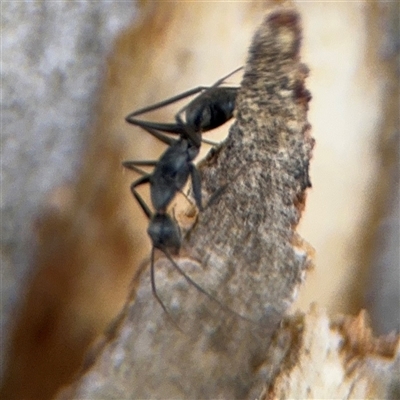 Formicidae (family) at Curtin, ACT - 25 Oct 2024 by Hejor1